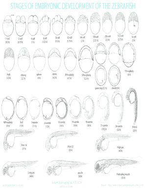 STAGES of EMBRYONIC DEVELOPMENT of the ZEBRAFISH  Form