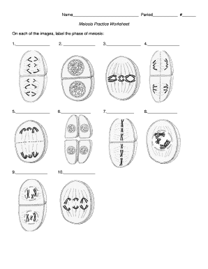 Meiosis Labeling Worksheet  Form