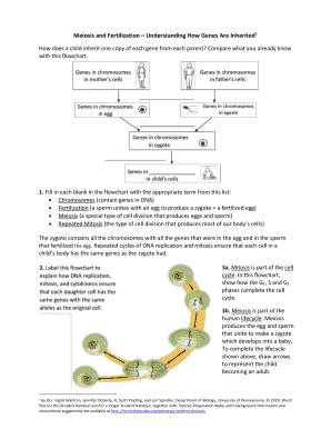 Meiosis and Fertilization Understanding How Genes Are Inherited Answer Key  Form