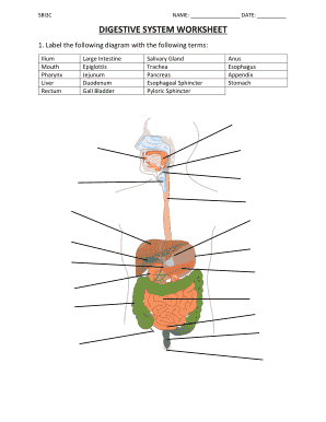 Digestive System Worksheets PDF  Form