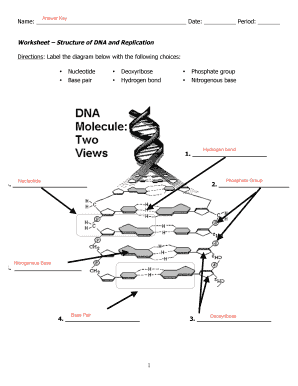 Dna Structure Worksheet  Form