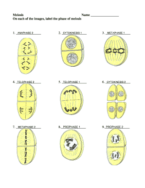 Meiosis Practice Worksheet  Form