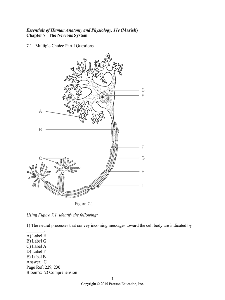 Essentials of Human Anatomy and Physiology 11e Marieb Chapter 7  Form