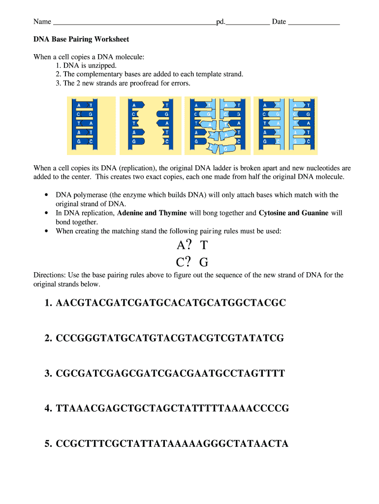 Dna Base Pairing Worksheet  Form