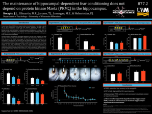 The Maintenance of Hippocampal Dependent Fear Conditioning Does Pantherfile Uwm  Form