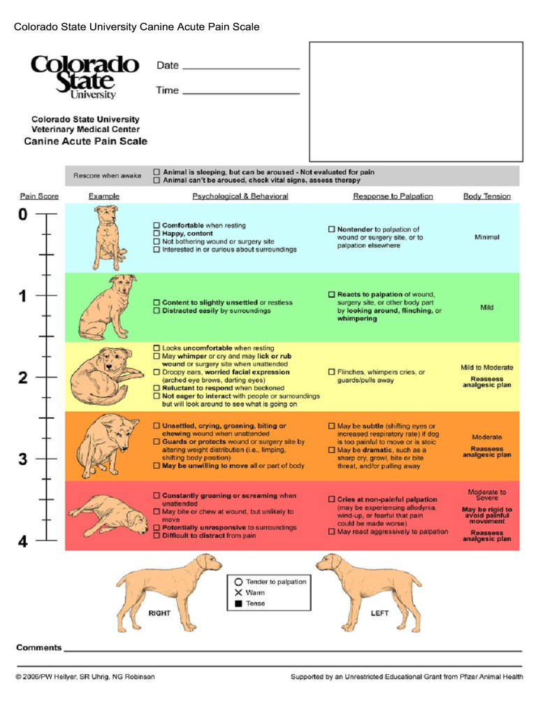 Csu Pain Scale  Form