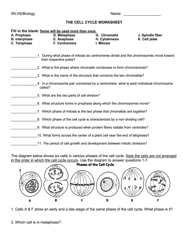 Wlhs Biology the Cell Cycle Worksheet Answer Key  Form