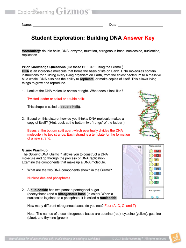 Student Exploration Building Dna Answer Key  Form