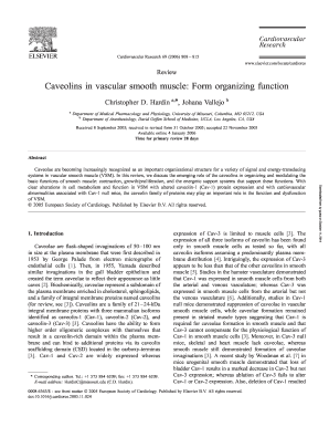 Caveolins in Vascular Smooth Muscle Form Organizing Function Cardiovascres Oxfordjournals