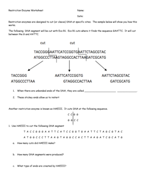 Restriction Enzyme Worksheet Answer Key  Form