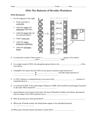 Printable Dna Worksheets  Form