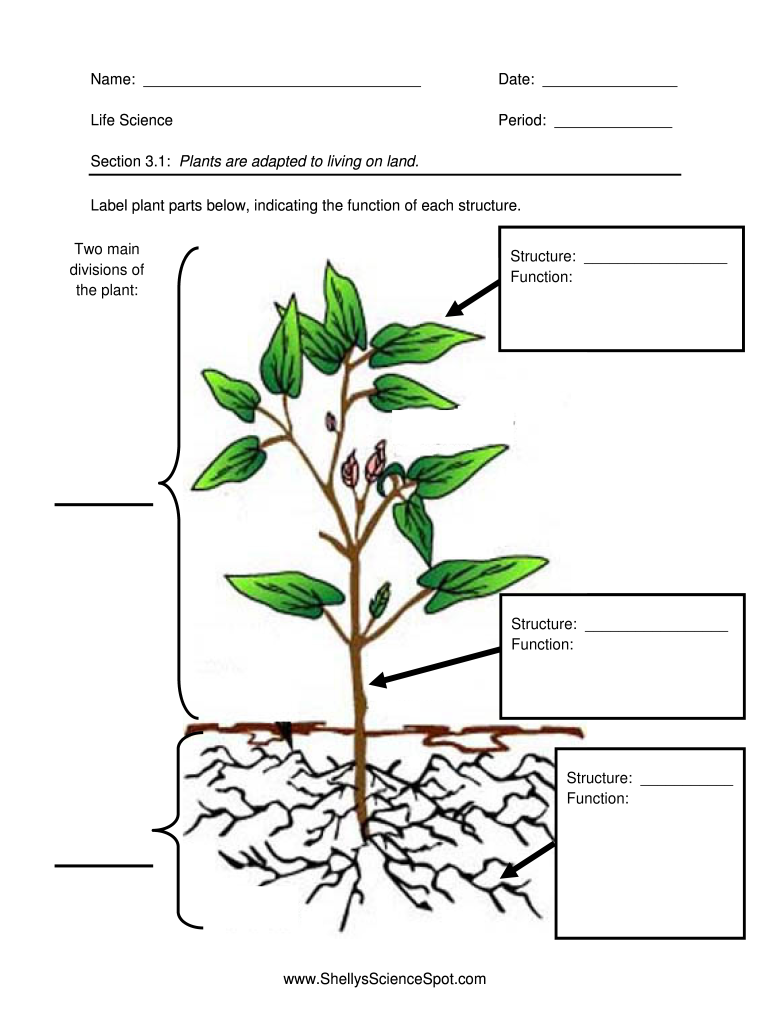 Plants Are Adapted to Living on Land Shelly39s  Form