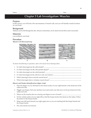 Chapter 5 Lab Investigation Muscles  Form