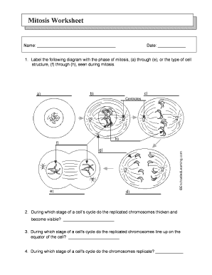 Mitosis Worksheet PDF  Form
