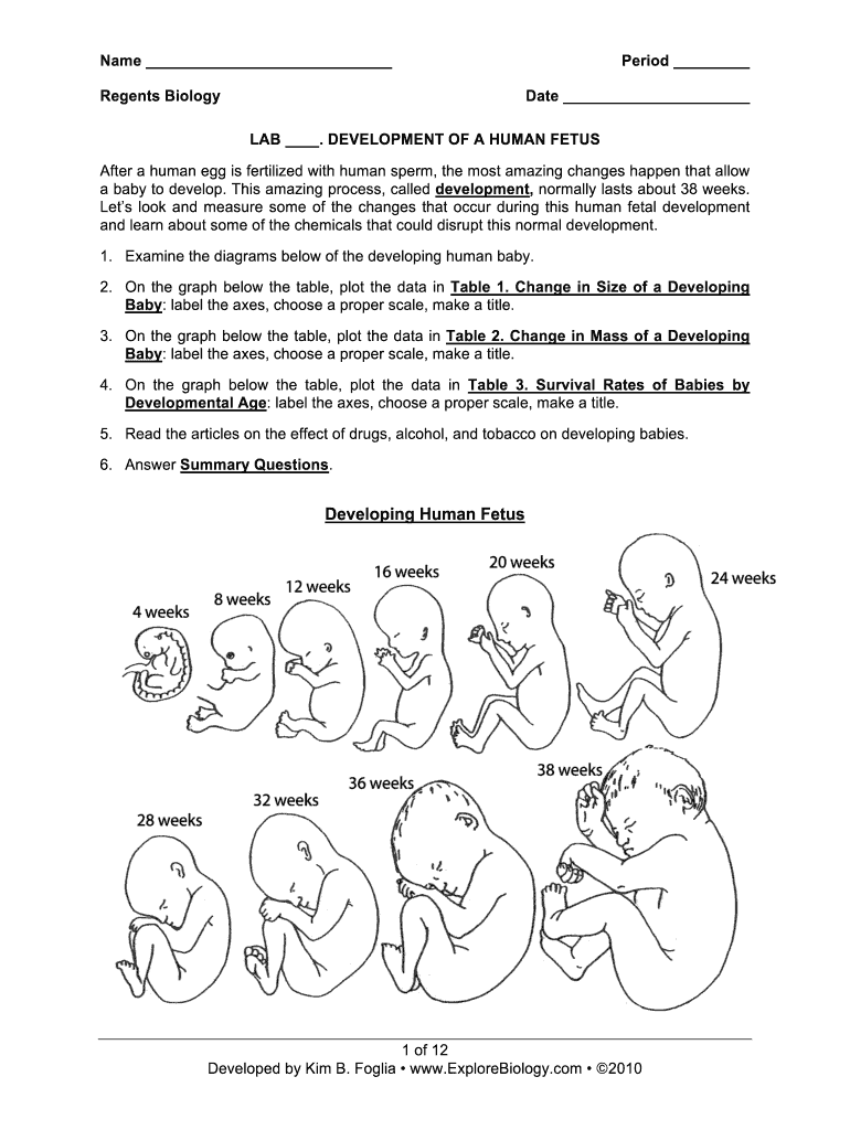 Development of a Human Fetus Lab Answers PDF  Form