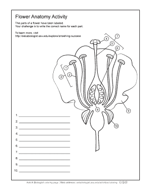 Flower Anatomy Activity  Form