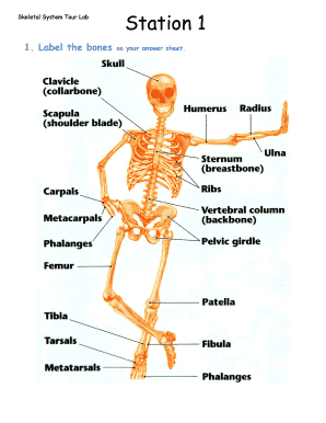 Skeletal System Tour Lab Answer Key  Form