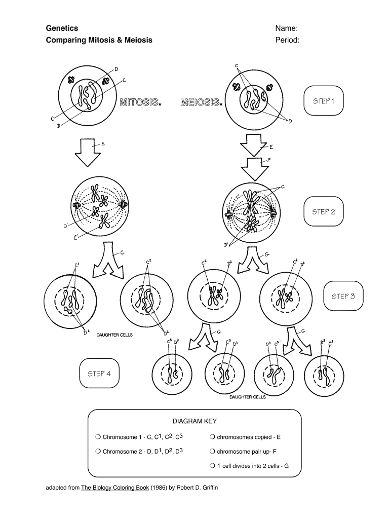 Genetics Comparing Mitosis and Meiosis Worksheet Answers  Form