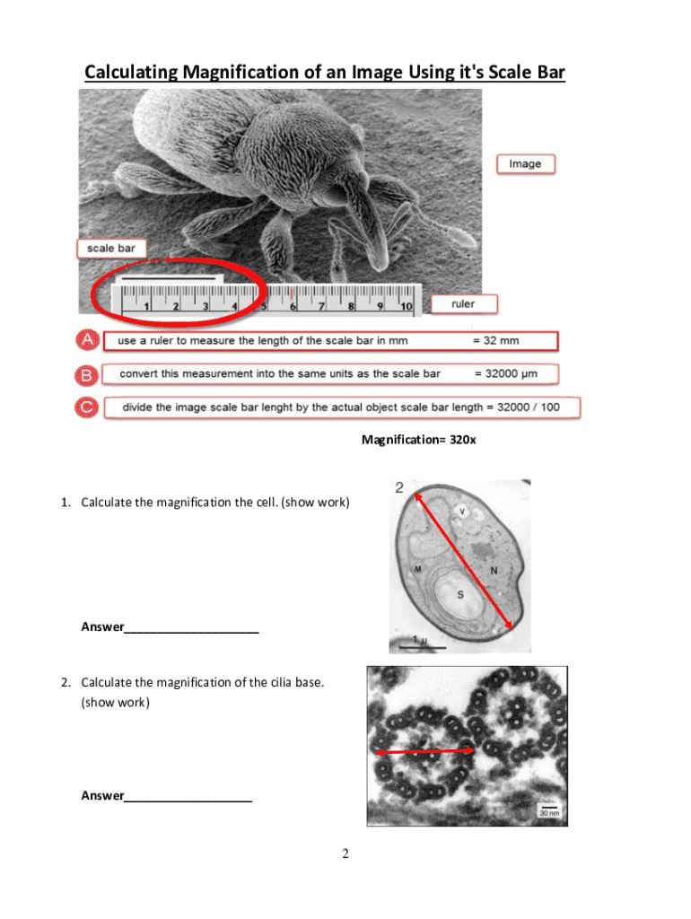 Magnification Size and Scale Bars Worksheet Answers  Form