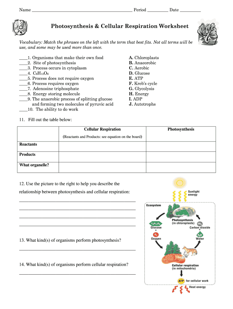 Cellular Respiration Worksheet  Form